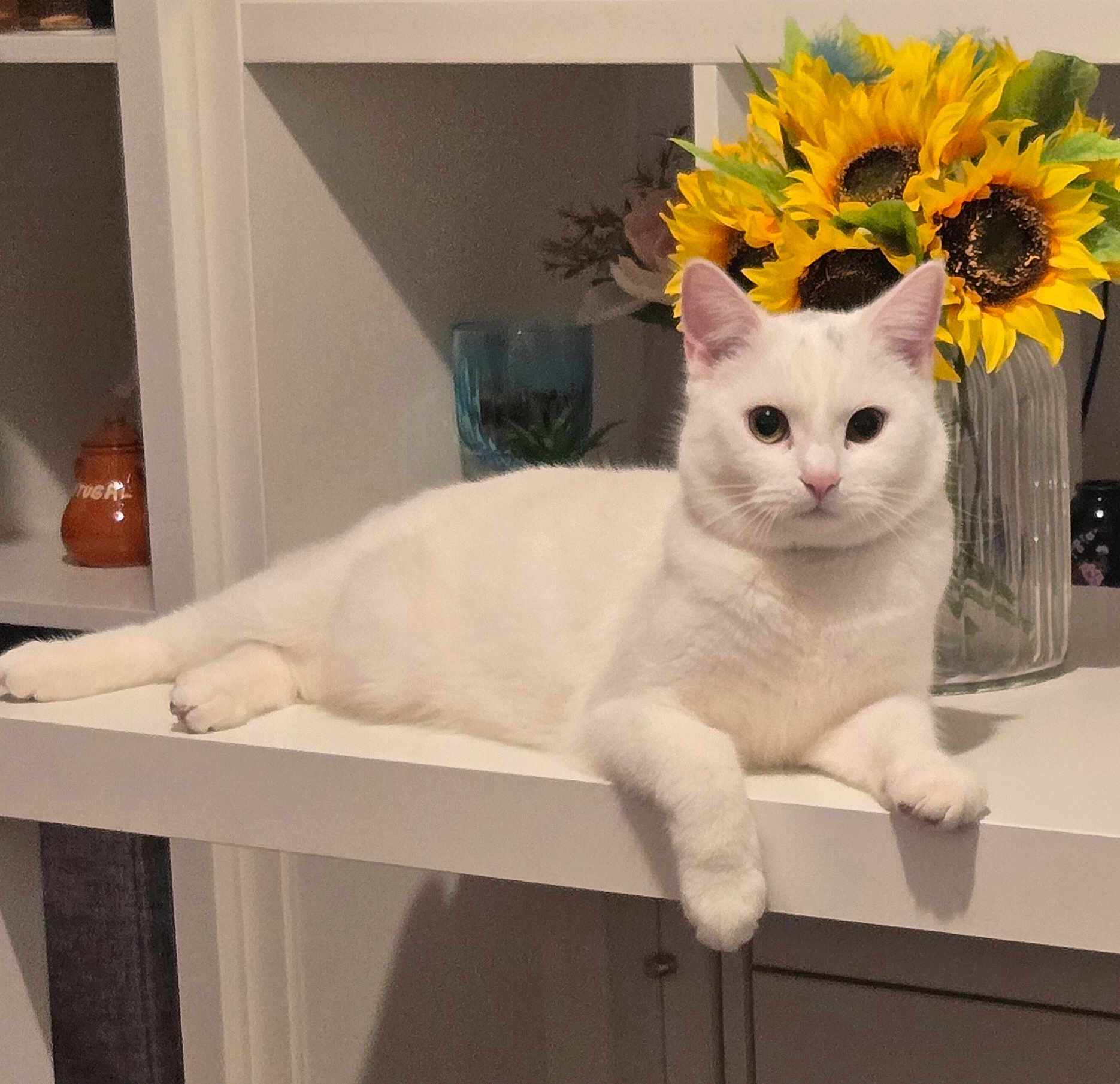 Simba is registered to the contest to win money with this photo: cat, white_cat, indoor, flower_vase, sunflowers, shelf, furniture, pet, animal, relaxed, curious, tabletop, domestic, houseplant, still_life, cozy, home_decor, portrait, feline, resting