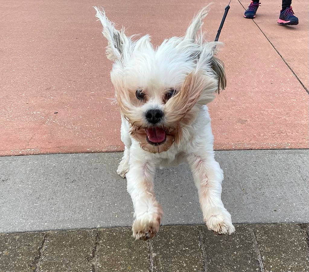 Blake is registered to the contest to win money with this photo: asphalt, carnivore, companion_dog, dog, dog_breed, dog_clothes, dog_collar, dog_supply, fawn, fur, leash, road, road_surface, sidewalk, small_terrier, snout, tail, terrier, toy_dog, walking