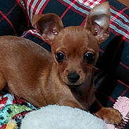 Koko is registered to the contest to win money with this photo: puppy, dog, brown_dog, small_dog, pet, cute, ears, eyes, dog_bed, plaid, blanket, toy, indoor, animal, fur, canine, resting, lying_down, cozy, young_dog