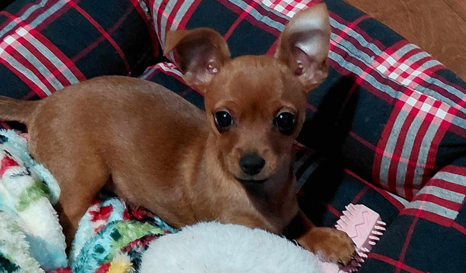 Koko is registered to the contest to win money with this photo: puppy, dog, brown_dog, small_dog, pet, cute, ears, eyes, dog_bed, plaid, blanket, toy, indoor, animal, fur, canine, resting, lying_down, cozy, young_dog