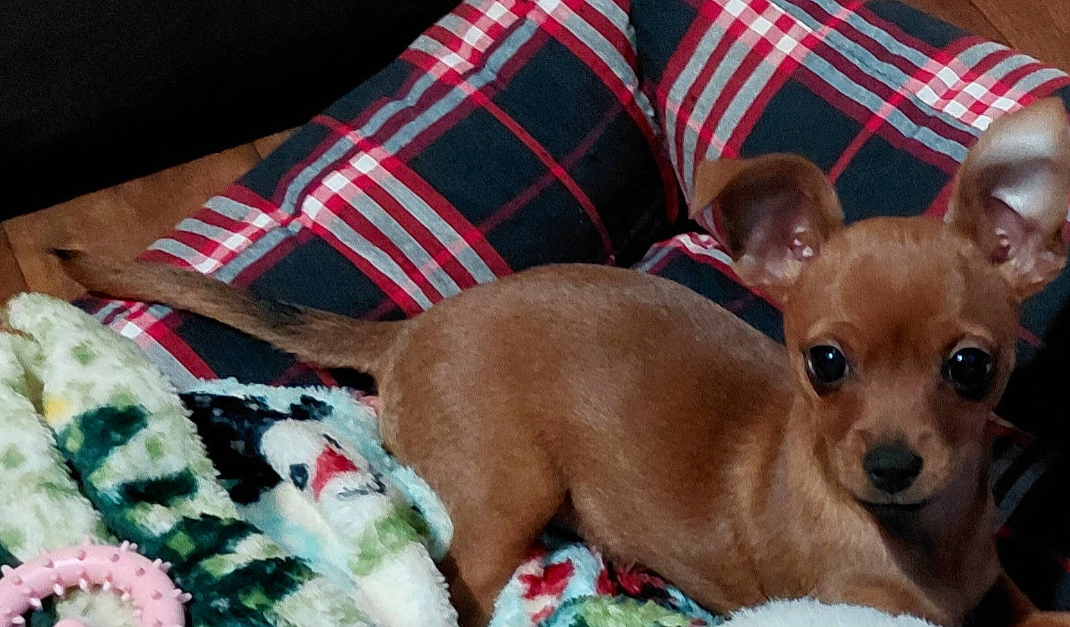 Koko is registered to the contest to win money with this photo: animal, blanket, brown, cozy, cushion, cute, dog, ears, eyes, fur, indoor, looking, lying_down, patterned_blanket, pet, plaid, puppy, resting, small_dog, wood_floor