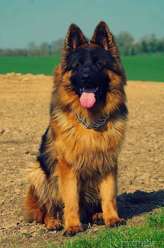 Mistral participe au concours pour gagner de l'argent avec cette photo : canidae, carnivore, companion_dog, dog, dog_breed, fur, german_shepherd_dog, giant_dog_breed, grass, herding_dog, king_shepherd, old_german_shepherd_dog, sky, snout, sporting_group, terrestrial_animal, tree, working_dog