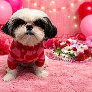 Gucci Bandit is registered to the contest to win money with this photo: adorable, balloons, blanket, cozy, cute, decorations, dog, fairy_lights, flowers, fluffy, fur, heart_garland, indoor, pink, portrait, puppy, red, shih_tzu, sweater, valentines