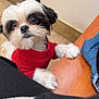 Gucci Bandit is registered to the contest to win money with this photo: begging_pose, big_eyes, clothing, cute, dog, fur, head_tilt, indoor, looking_up, nose, paw_on_table, pet, portrait, red_sweater, shih_tzu, small_dog, table_edge, tile_floor, wall, wooden_table