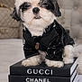 bedroom, black_and_white, chanel, cute, designer_books, dior, dog, fluffy, fur, gucci, indoors, jacket, luxury, paws, pet_clothing, portrait, puffer_jacket, puppy, small_dog, stack_of_books
