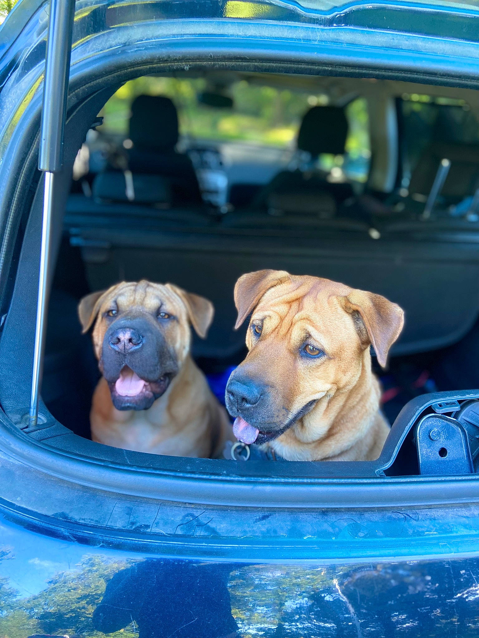 Guess a rejoint le concours — aidez-le/la à gagner de superbes lots ! auto_part, automotive_exterior, blue, car, car_seat, car_seat_cover, carnivore, collar, companion_dog, dog, dog_breed, family_car, fawn, mammal, motor_vehicle, snout, trunk, vehicle, vehicle_door, vertebrate