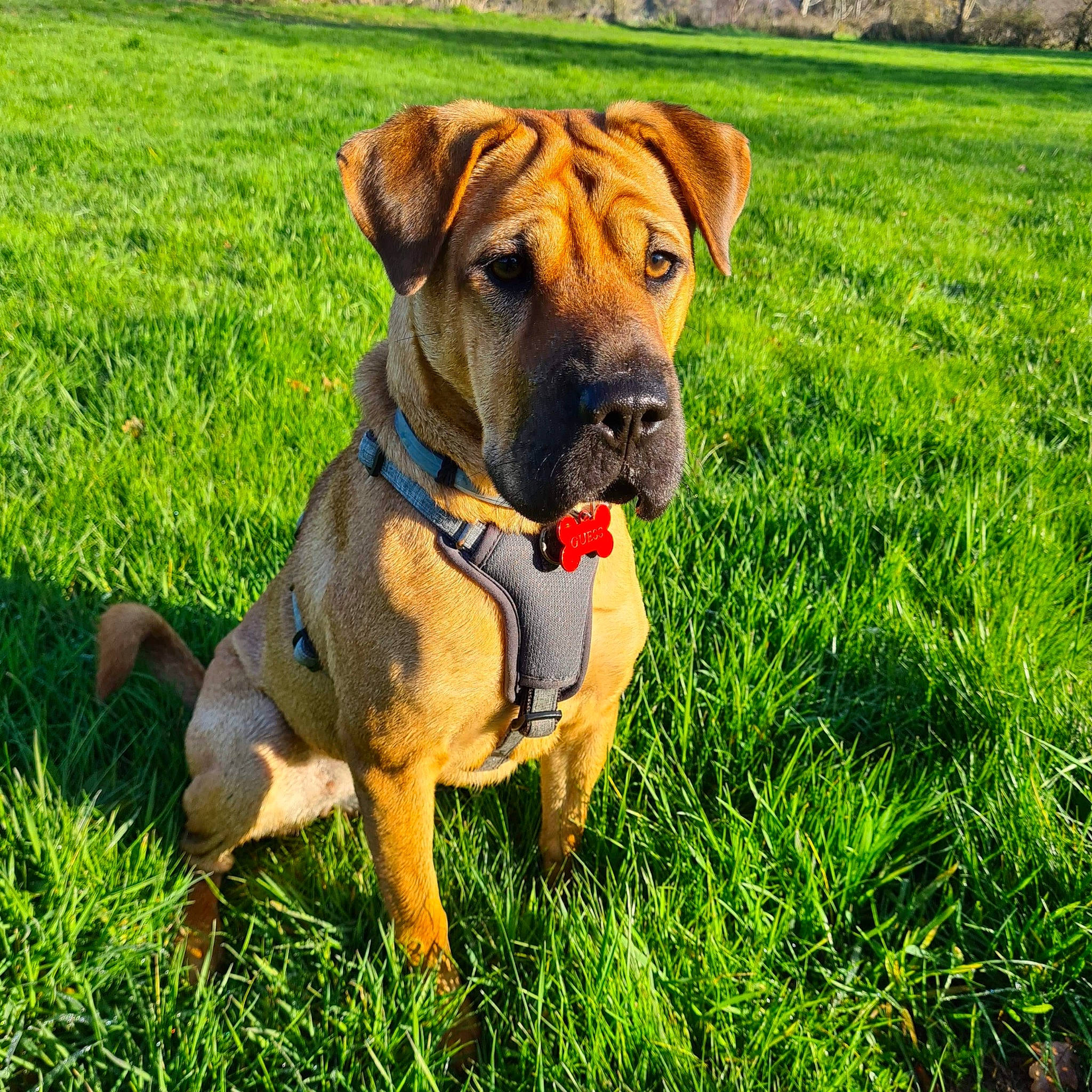 Guess a rejoint le concours — aidez-le/la à gagner de superbes lots ! canidae, carnivore, collar, companion_dog, dog, dog_breed, dog_collar, dog_supply, fawn, grass, grassland, groundcover, guard_dog, leash, liver, molosser, pet_supply, plant, working_animal, working_dog