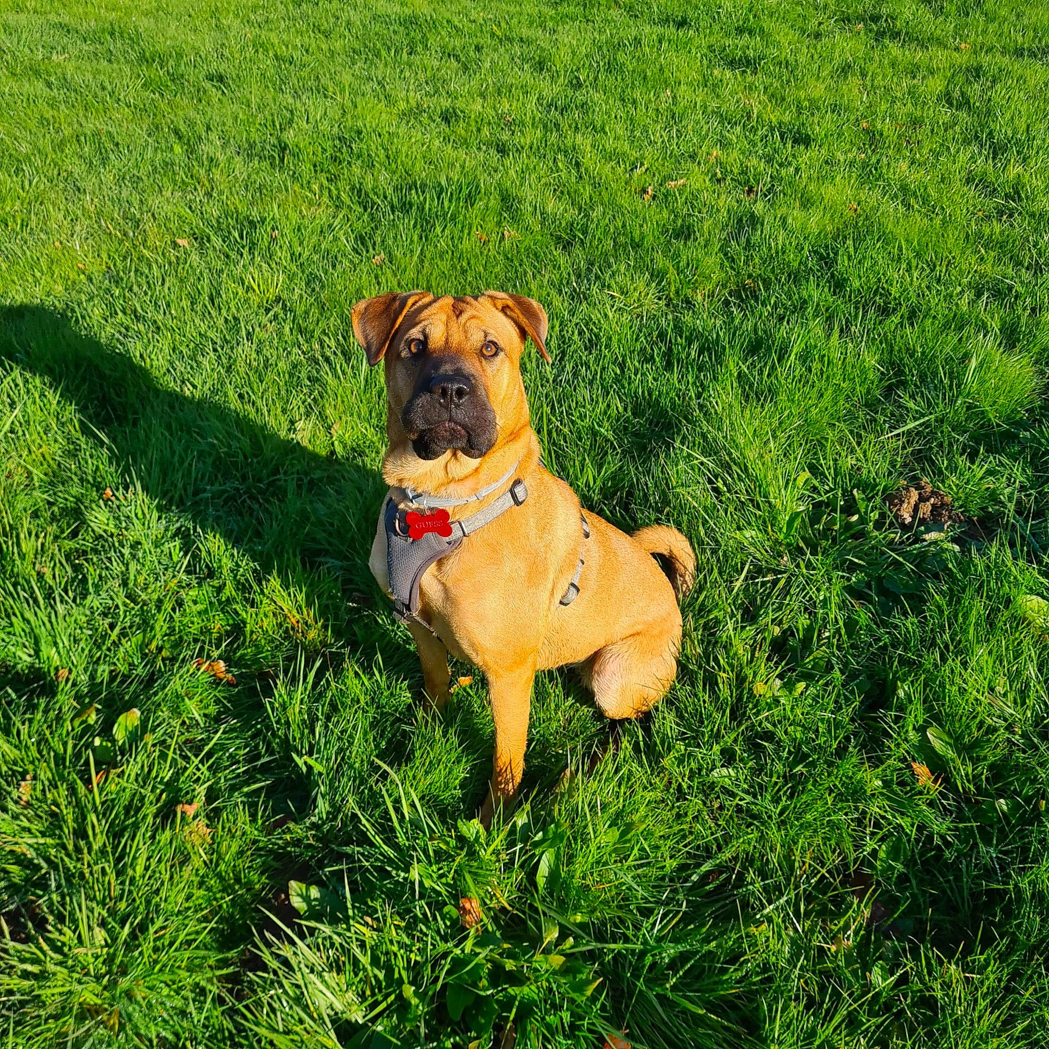 Guess a rejoint le concours — aidez-le/la à gagner de superbes lots ! carnivore, collar, companion_dog, dog, dog_breed, dog_collar, dog_supply, fawn, grass, grassland, groundcover, guard_dog, herbaceous_plant, pasture, plant, prairie, snout, sporting_group, working_animal, working_dog