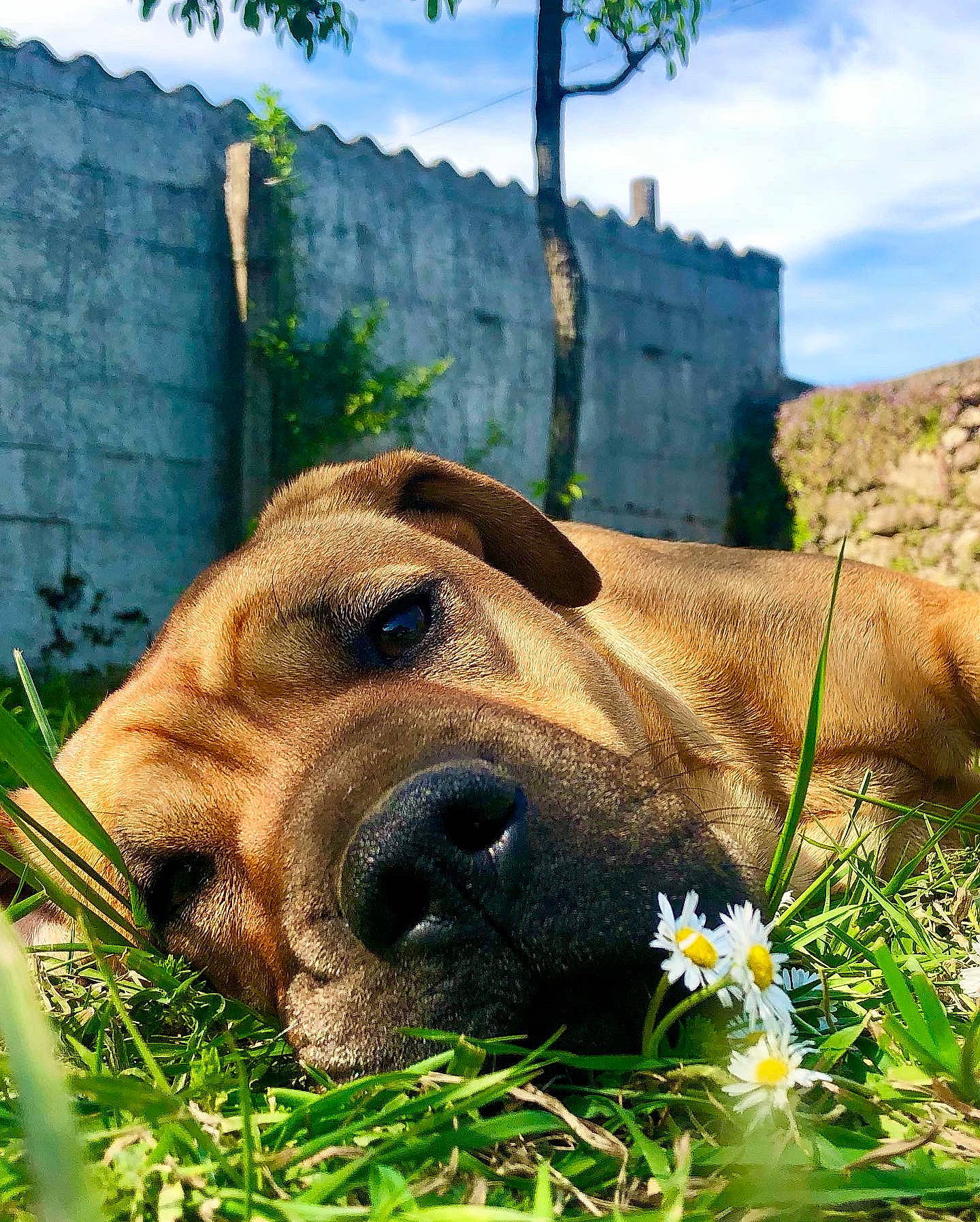 Guess participe au concours pour gagner de l'argent avec cette photo : canidae, carnivore, cloud, companion_dog, dog, dog_breed, fawn, flower, grass, grassland, landscape, plant, prairie, sky, snout, sporting_group, terrestrial_animal, tree, wildlife, working_animal