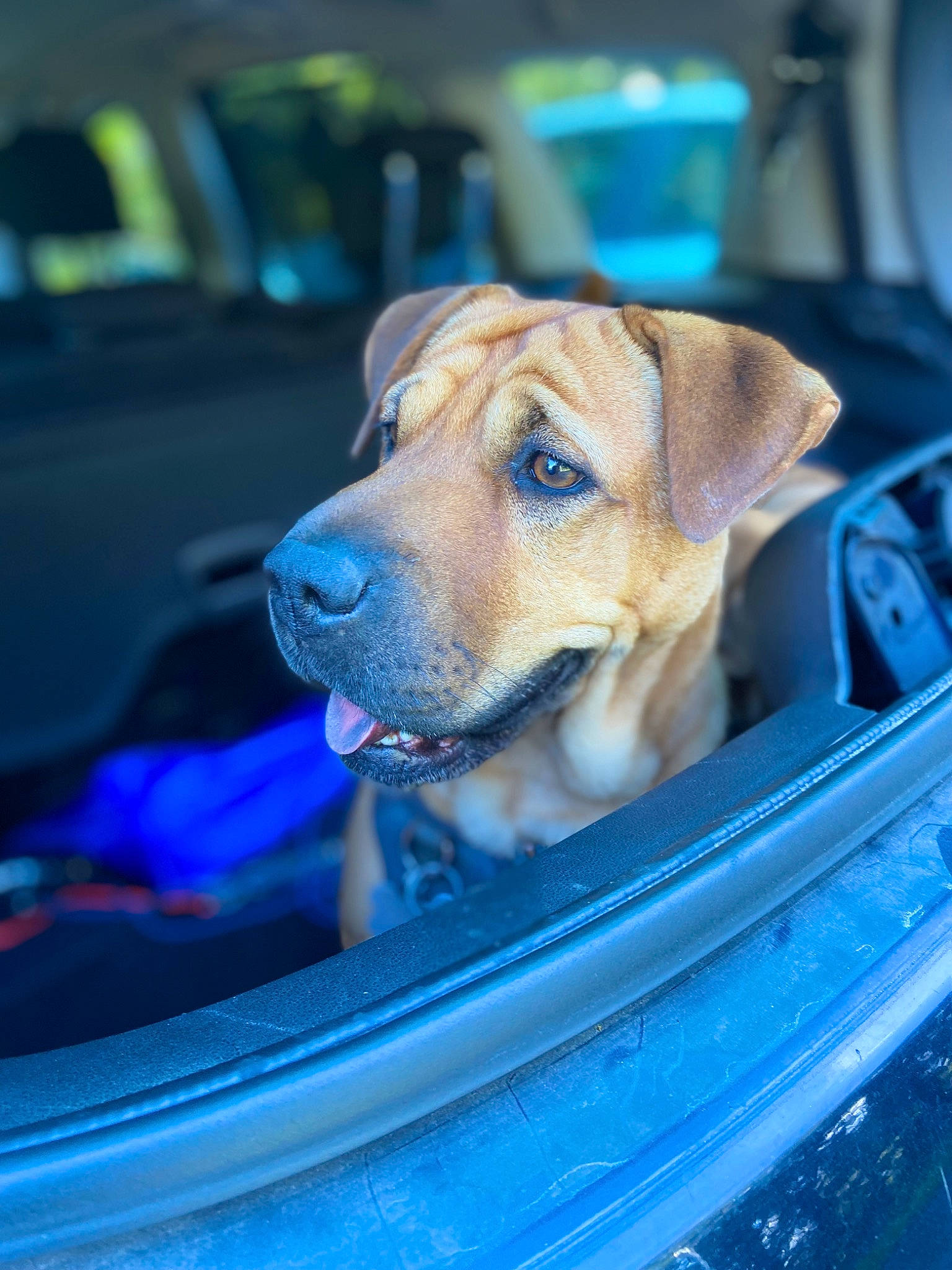 Guess a rejoint le concours — aidez-le/la à gagner de superbes lots ! auto_part, automotive_exterior, automotive_lighting, blue, car, carnivore, collar, companion_dog, dog, dog_breed, dog_collar, electric_blue, fawn, motor_vehicle, plant, vehicle, vehicle_door, water, whiskers, working_animal