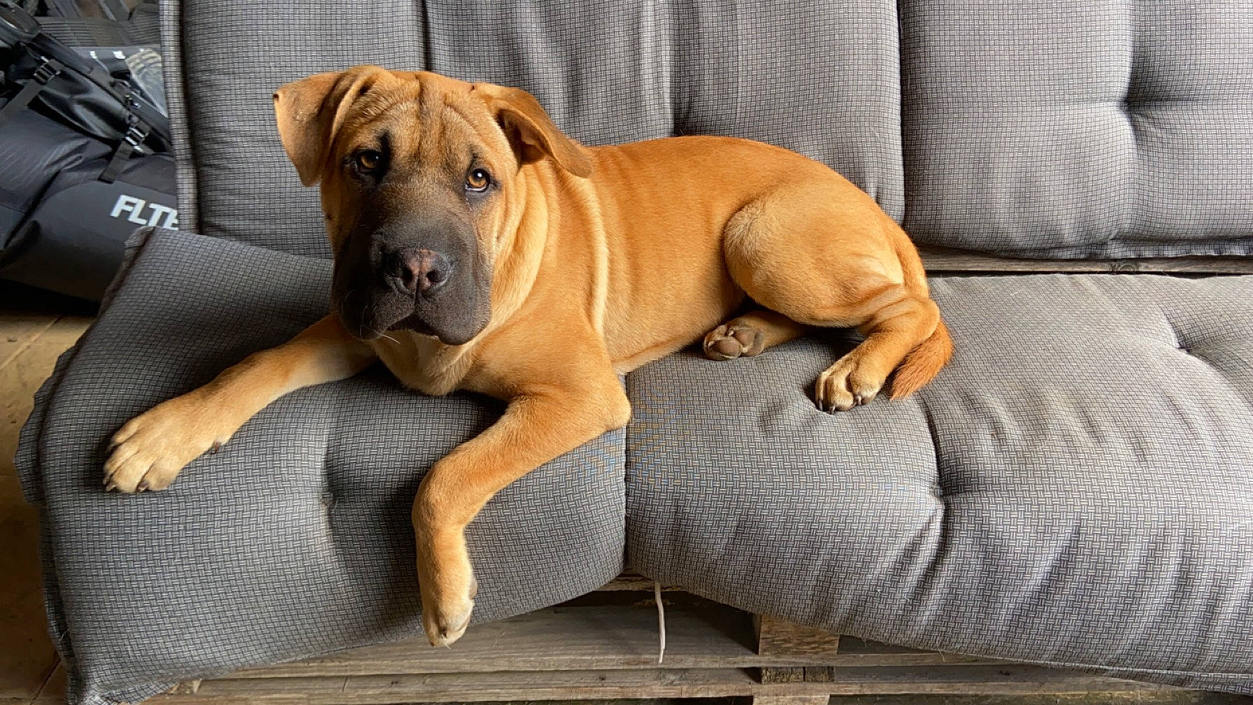 Marley a rejoint le concours — aidez-le/la à gagner de superbes lots ! ancient_dog_breeds, canidae, carnivore, comfort, companion_dog, dog, dog_breed, dog_collar, dog_supply, fawn, guard_dog, molosser, paw, sporting_group, tail, terrestrial_animal, whiskers, working_animal, working_dog, wrinkle