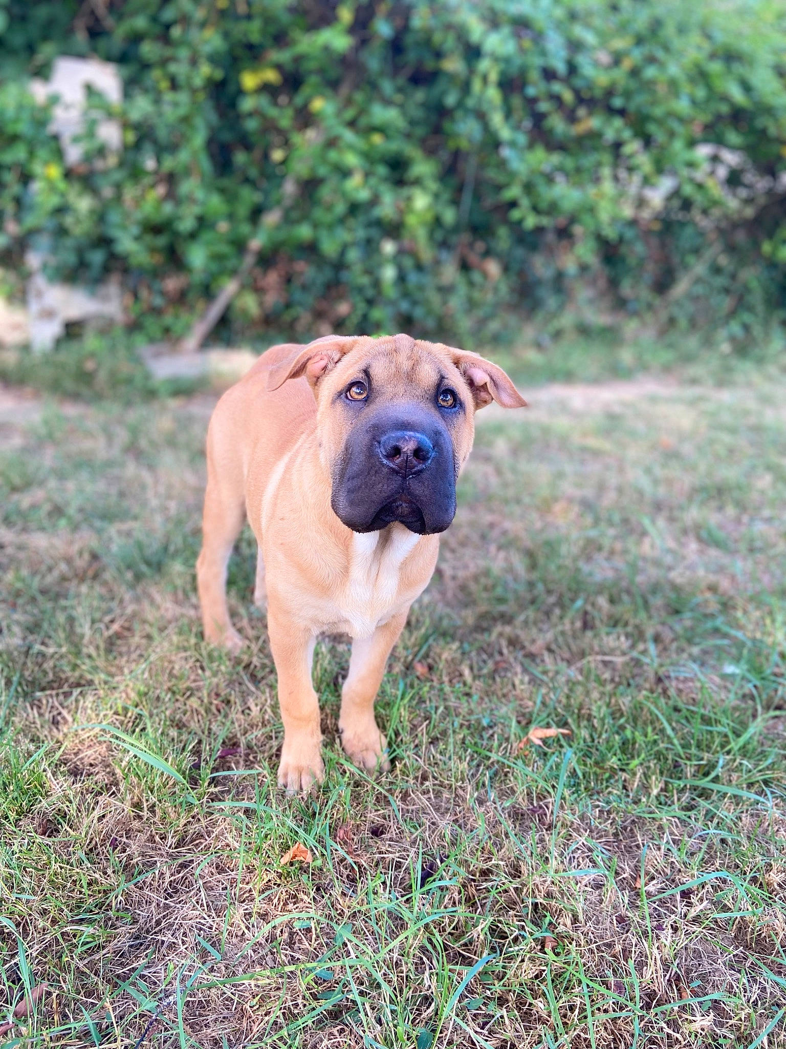 Marley participe au concours pour gagner de l'argent avec cette photo : boxer, canidae, carnivore, companion_dog, dog, dog_breed, dog_supply, fawn, grass, grassland, groundcover, molosser, plant, snout, sporting_group, tail, tree, working_animal, working_dog, wrinkle