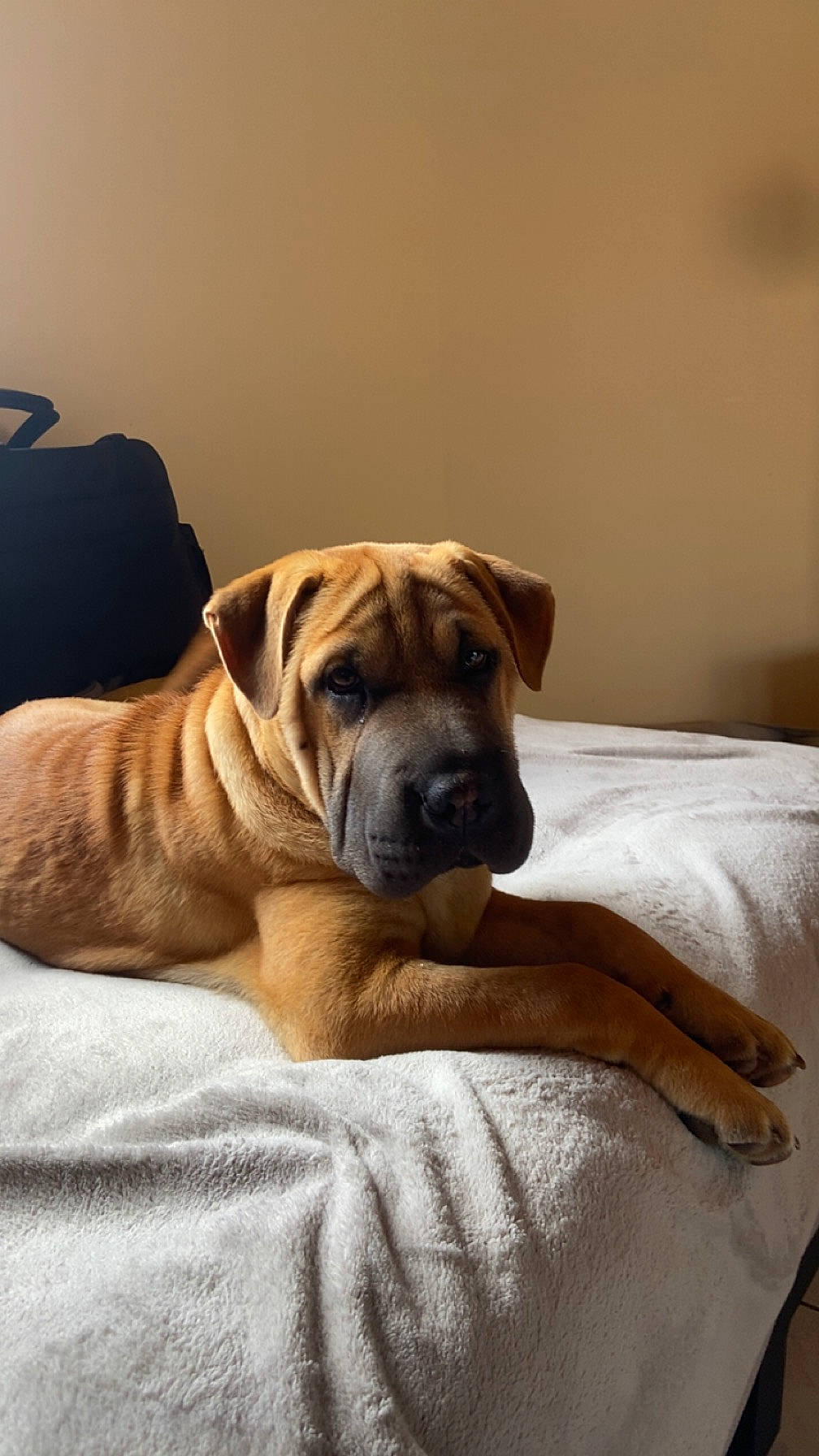 Marley a rejoint le concours — aidez-le/la à gagner de superbes lots ! bored, canidae, carnivore, comfort, companion_dog, dog, dog_breed, dog_supply, fawn, guard_dog, hardwood, molosser, non_sporting_group, paw, snout, sporting_group, whiskers, wood, working_dog, wrinkle