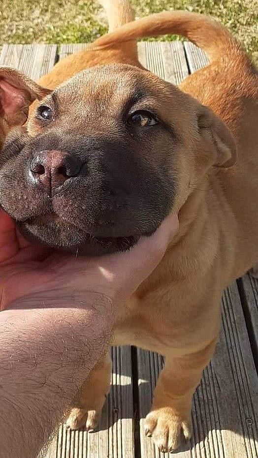 Marley a rejoint le concours — aidez-le/la à gagner de superbes lots ! ancient_dog_breeds, canidae, carnivore, collar, companion_dog, dog, dog_breed, dog_collar, fawn, fur, giant_dog_breed, liver, molosser, pet_supply, sporting_group, terrestrial_animal, whiskers, wildlife, working_animal, working_dog