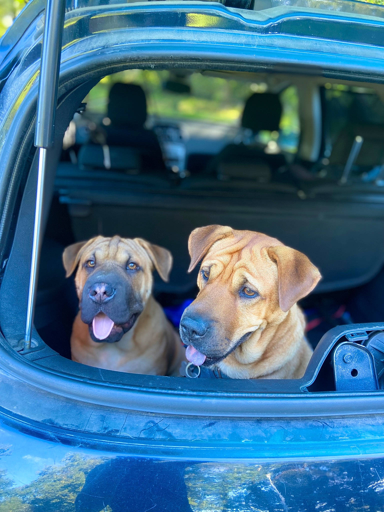 Marley participe au concours pour gagner de l'argent avec cette photo : automotive_design, automotive_exterior, blue, car, car_seat, car_seat_cover, carnivore, collar, companion_dog, dog, dog_breed, family_car, fawn, mammal, motor_vehicle, snout, trunk, vehicle, vehicle_door, vertebrate
