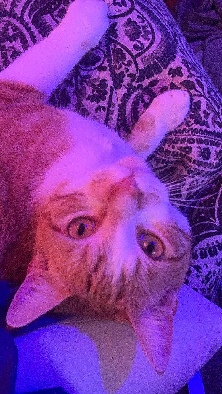 Fuckshit is registered to the contest to win money with this photo: blue, carnivore, cat, close_up, ear, electric_blue, eye, fawn, felidae, head, jaw, magenta, nose, pink, plant, purple, small_to_medium_sized_cats, snout, violet, whiskers