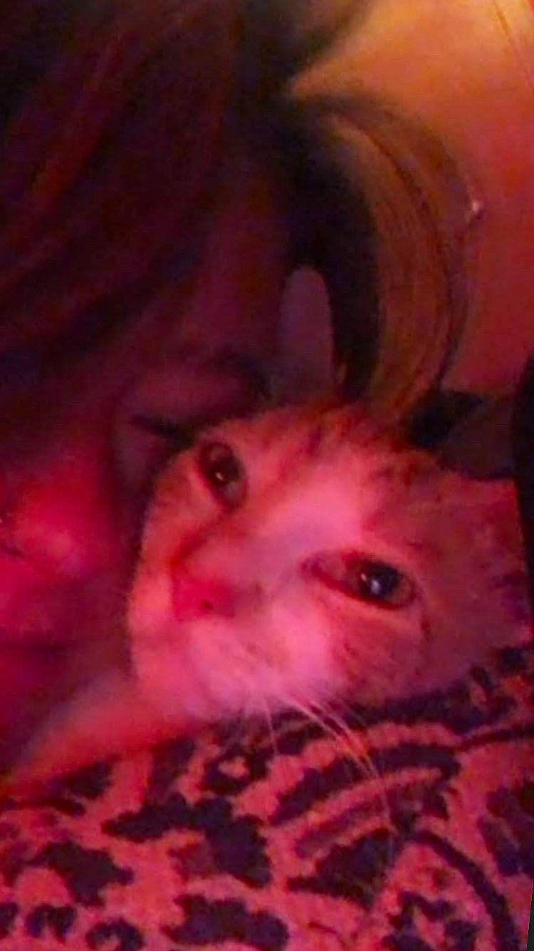 Fuckshit joined the competition — help win amazing prizes! canidae, carnivore, cat, darkness, dog_breed, domestic_short_haired_cat, ear, eyelash, fawn, felidae, flesh, fur, magenta, nose, selfie, small_to_medium_sized_cats, snout, whiskers