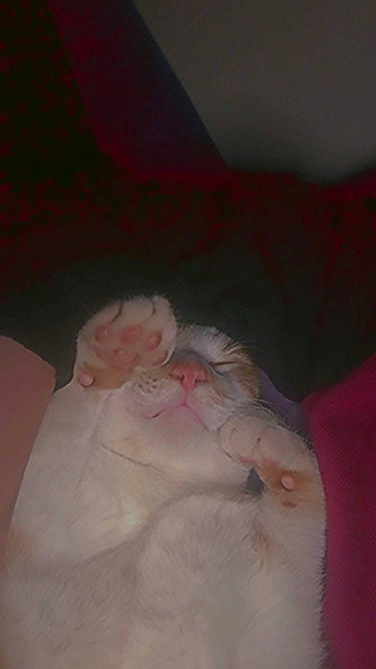 Fuckshit is registered to the contest to win money with this photo: bedding, comfort, felidae, flesh, foot, fur, human_leg, linens, peach, pink, room, sleep, small_to_medium_sized_cats, tail, thumb, whiskers