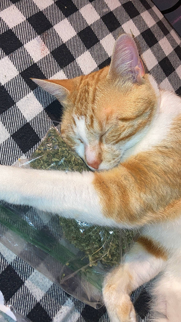 Fuckshit joined the competition — help win amazing prizes! carnivore, cat, claw, comfort, domestic_short_haired_cat, eye, fawn, felidae, fur, grass, mesh, paw, plant, small_to_medium_sized_cats, snout, tail, tree, whiskers, window, wood