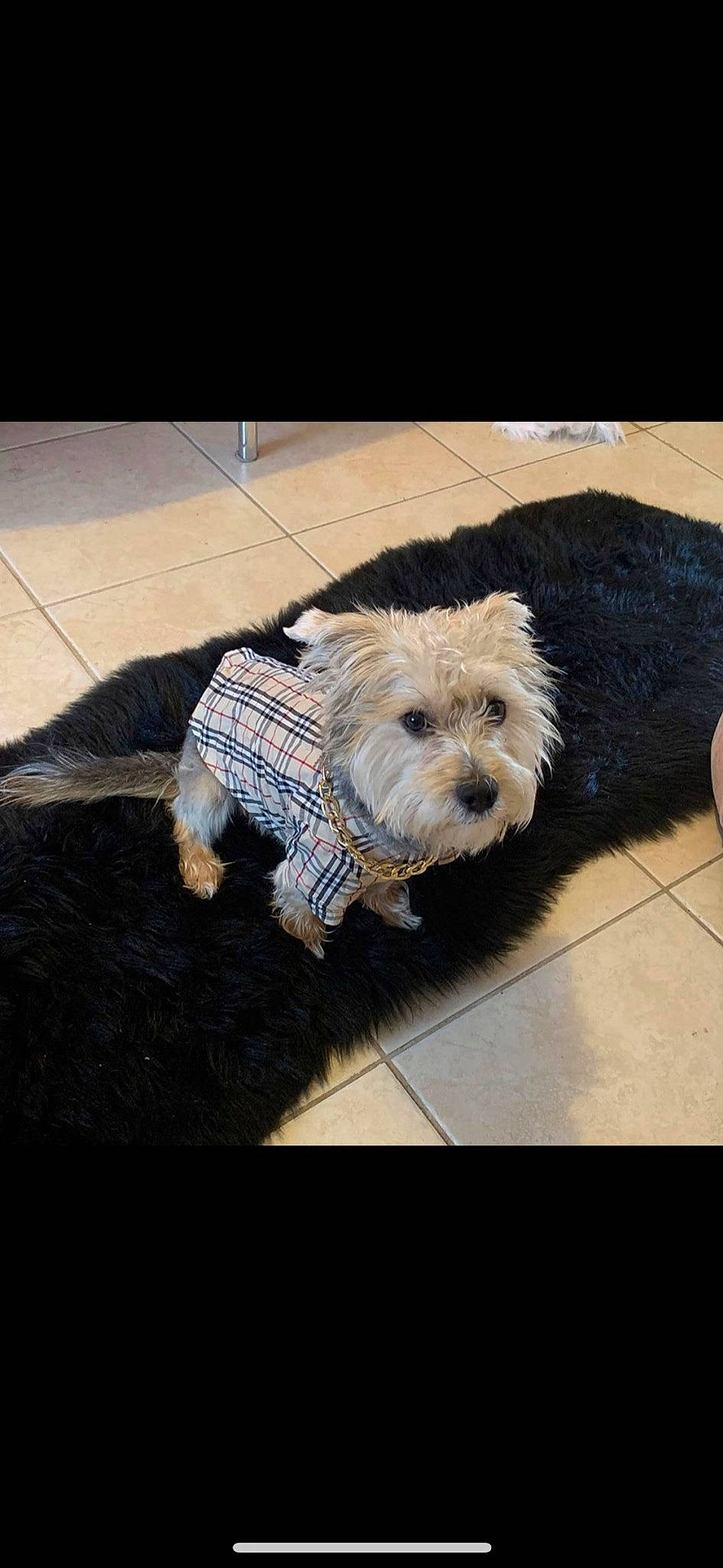 Chase joined the competition — help win amazing prizes! cairn_terrier, canidae, carnivore, companion_dog, dog, dog_breed, dutch_smoushond, glen_of_imaal_terrier, mammal, morkie, rare_breed_dog, small_terrier, snout, sporting_group, sporting_lucas_terrier, terrier, toy_dog, vertebrate, west_highland_white_terrier, yorkshire_terrier