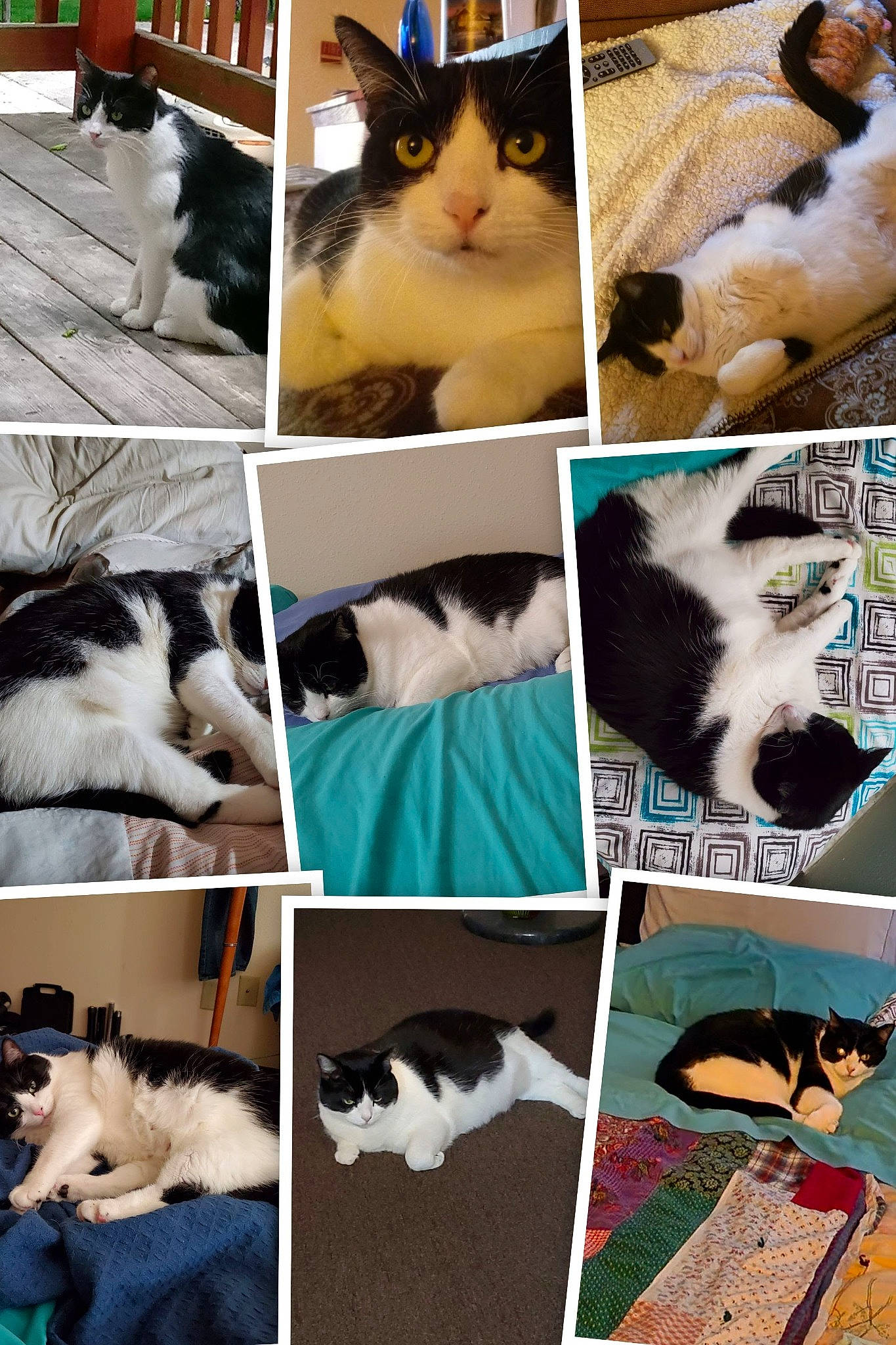 Pretzel joined the competition — help win amazing prizes! art, carnivore, cat, cat_supply, collage, felidae, fur, green, mammal, organism, pet_supply, photo_caption, photograph, small_to_medium_sized_cats, snapshot, snout, tail, vertebrate, whiskers, white