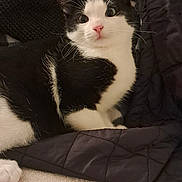 Fiona is registered to the contest to win money with this photo: cat, black_and_white, pet, animal, fur, whiskers, ears, eyes, nose, paw, blanket, fabric, texture, indoor, cozy, resting, cute, curious, soft, comfort