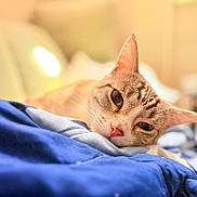 Cirrus is registered to the contest to win money with this photo: animal_portrait, blue_blanket, blurred_background, cat, close_up, cozy, cute, domestic_animal, ears, feline, fur, indoor, pet, pink_nose, relaxed, resting, sleepy, soft_texture, warm_lighting, whiskers