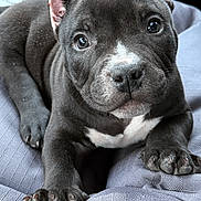 Goombah is registered to the contest to win money with this photo: dog, puppy, pitbull, close_up, portrait, paw, ears, eyes, nose, black_fur, white_marking, face, cute, pet, car_interior, seat, blanket, young, looking_at_camera, relaxed