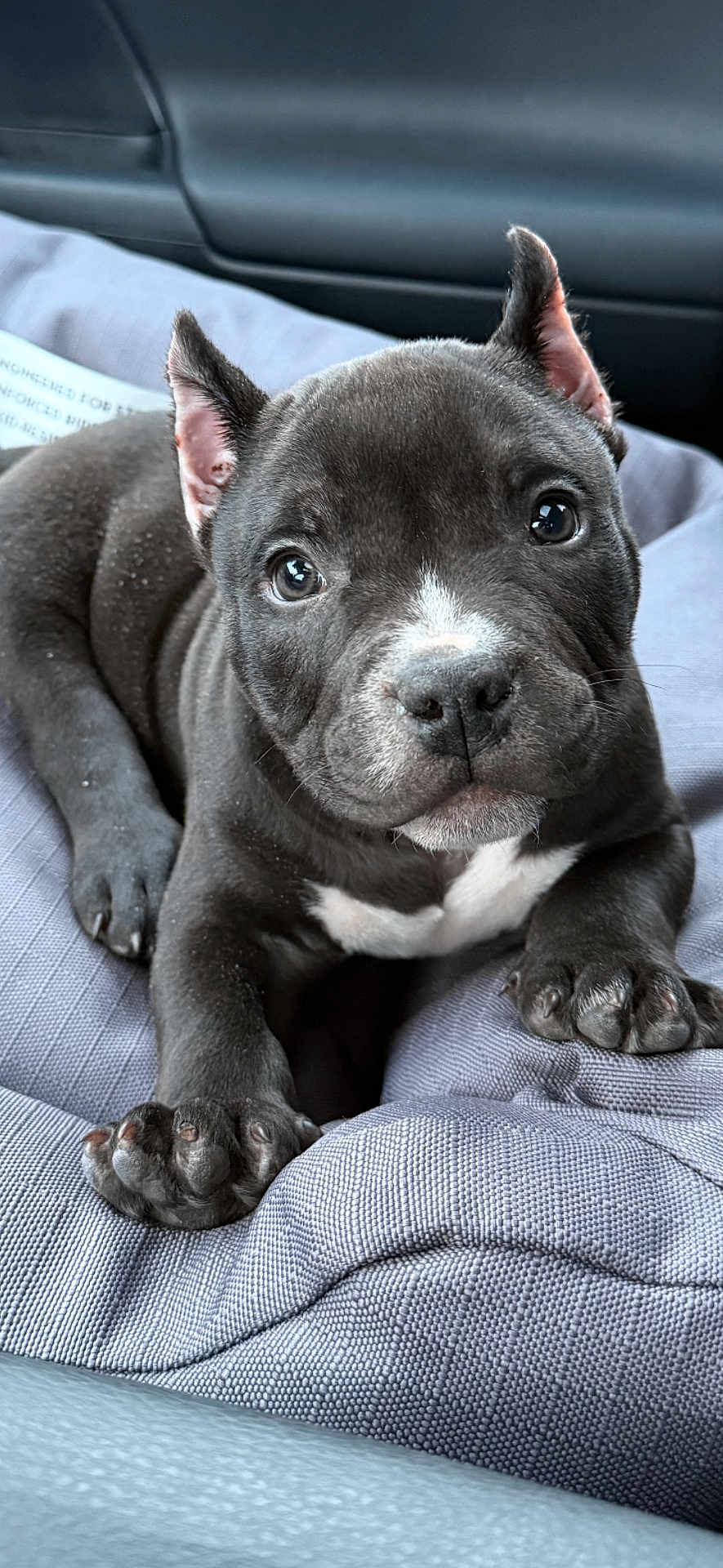 Goombah is registered to the contest to win money with this photo: dog, puppy, pitbull, close_up, portrait, paw, ears, eyes, nose, black_fur, white_marking, face, cute, pet, car_interior, seat, blanket, young, looking_at_camera, relaxed