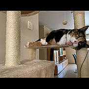 Canelle participe au concours pour gagner de l'argent avec cette photo : cat, calico_cat, pet, animal, feline, cat_tree, scratching_post, indoor, home, relaxed, sleepy, sprawling, lying_down, tongue, whiskers, black_white_orange, climbing_structure, hanging_toy, portrait, funny