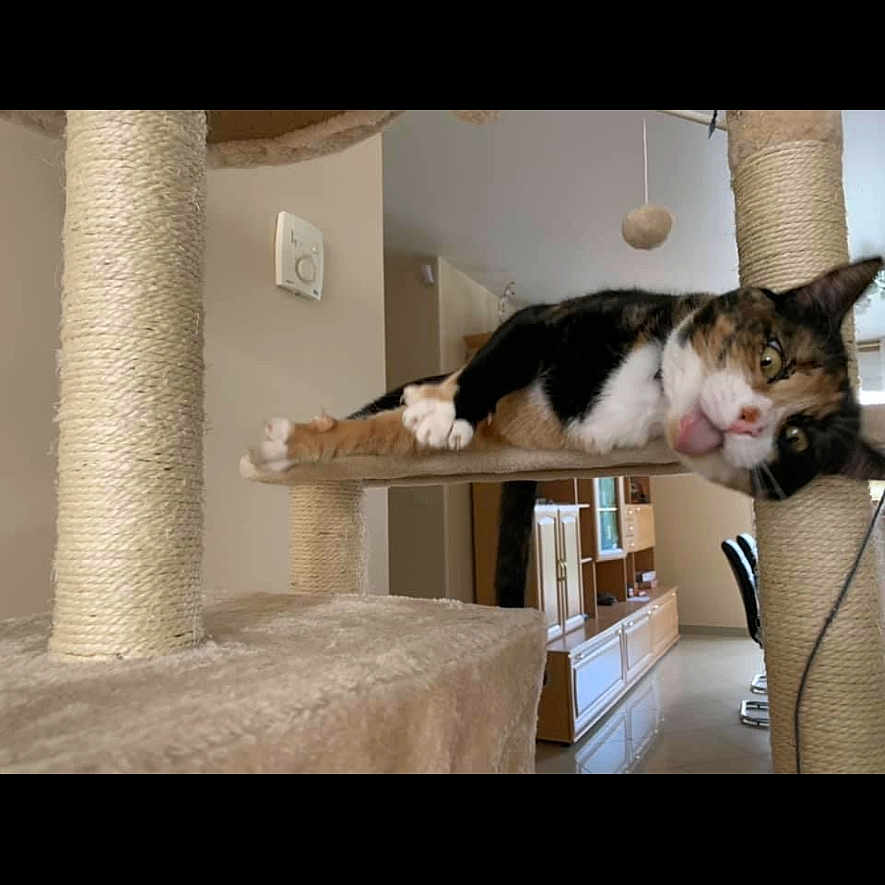Canelle participe au concours pour gagner de l'argent avec cette photo : cat, calico_cat, pet, animal, feline, cat_tree, scratching_post, indoor, home, relaxed, sleepy, sprawling, lying_down, tongue, whiskers, black_white_orange, climbing_structure, hanging_toy, portrait, funny