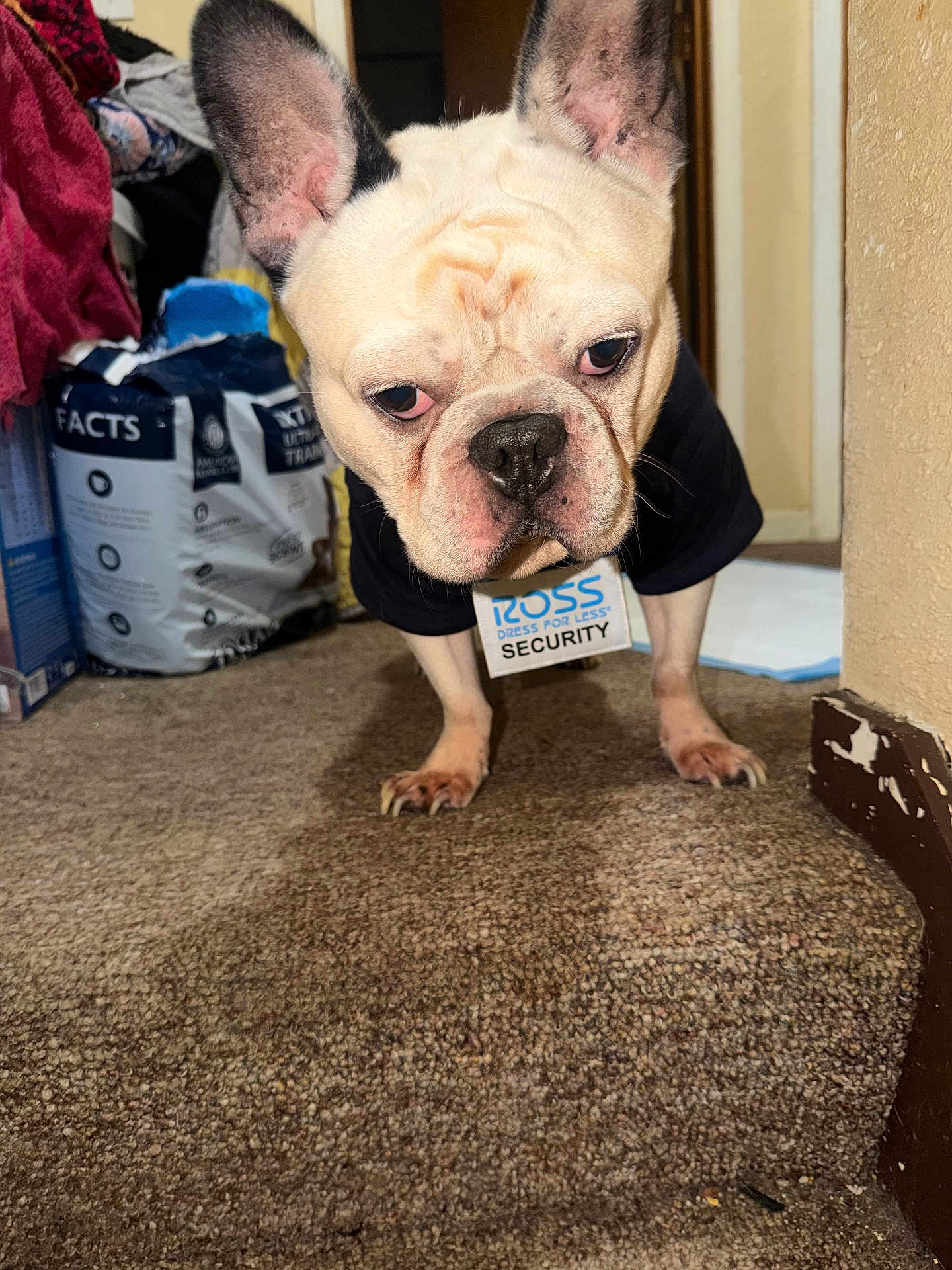 Ghost is registered to the contest to win money with this photo: dog, french_bulldog, pet, carpet, stair, indoor, clothing, tag, security, animal, ears, face, nose, fur, paw, expression, household, background, black_shirt, cute
