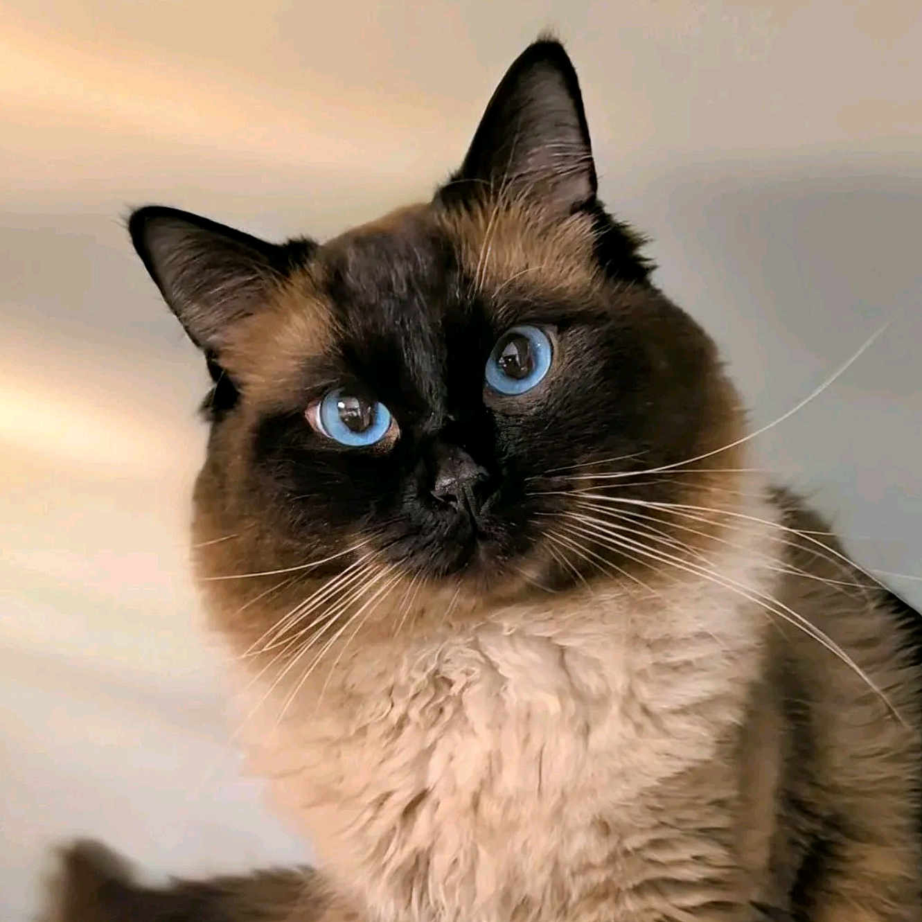 Ollie is registered to the contest to win money with this photo: angora, animal, cat, kitten, manx, pet, siamese