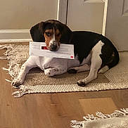 Honey-Bun joined the competition — help win amazing prizes! dog, indoor, rug, wood_floor, door, black_and_white, brown, pet, animal, lying_down, paper, mail, household, relaxed, ears, snout, paws, quiet, domestic, cute