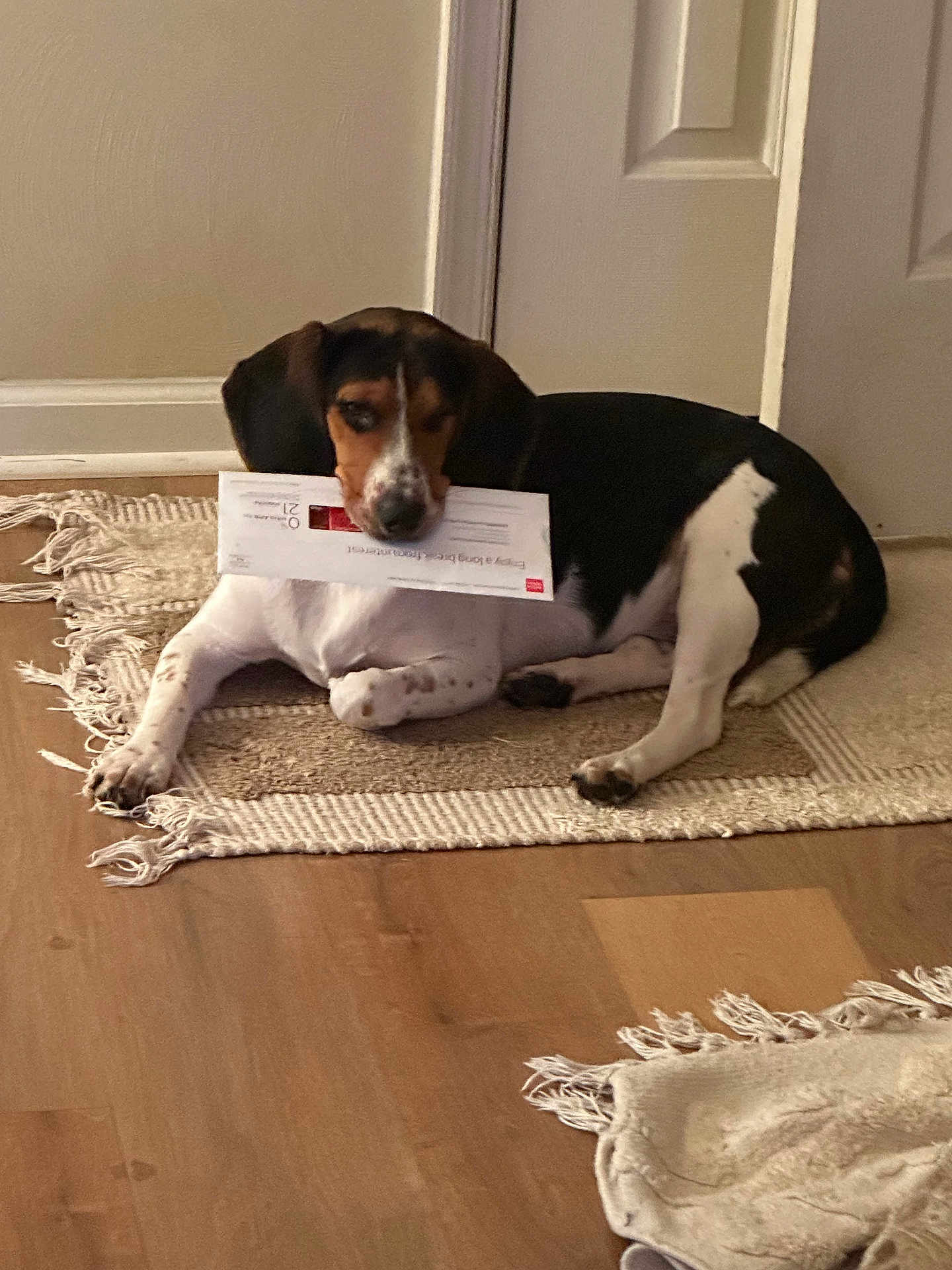 Honey-Bun joined the competition — help win amazing prizes! dog, indoor, rug, wood_floor, door, black_and_white, brown, pet, animal, lying_down, paper, mail, household, relaxed, ears, snout, paws, quiet, domestic, cute