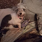 Monkey joined the competition — help win amazing prizes! dog, small_dog, scruffy_dog, pet, animal, white_fur, gray_fur, black_fur, face, eyes, nose, indoors, couch, blanket, pillow, fabric, cozy, sitting, portrait, home
