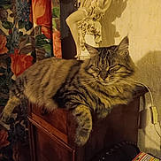 Lou a rejoint le concours — aidez-le/la à gagner de superbes lots ! animal, cat, cozy, domestic, feline, floral_curtain, furniture, home_decor, indoor, magazines, pet, relaxing, remote_control, resting, shadow, sleeping, statue, tabby_cat, vintage_style, wooden_cabinet