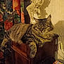 animal, cat, cozy, domestic, feline, floral_curtain, furniture, home_decor, indoor, magazines, pet, relaxing, remote_control, resting, shadow, sleeping, statue, tabby_cat, vintage_style, wooden_cabinet