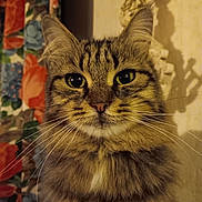 Jacques Gaulthier participe au concours pour gagner de l'argent avec cette photo : cat, tabby, fluffy, animal, pet, fur, whiskers, ears, portrait, indoor, curious, closeup, face, mammal, feline, domestic_animal, cute, eyes, nose, shadow