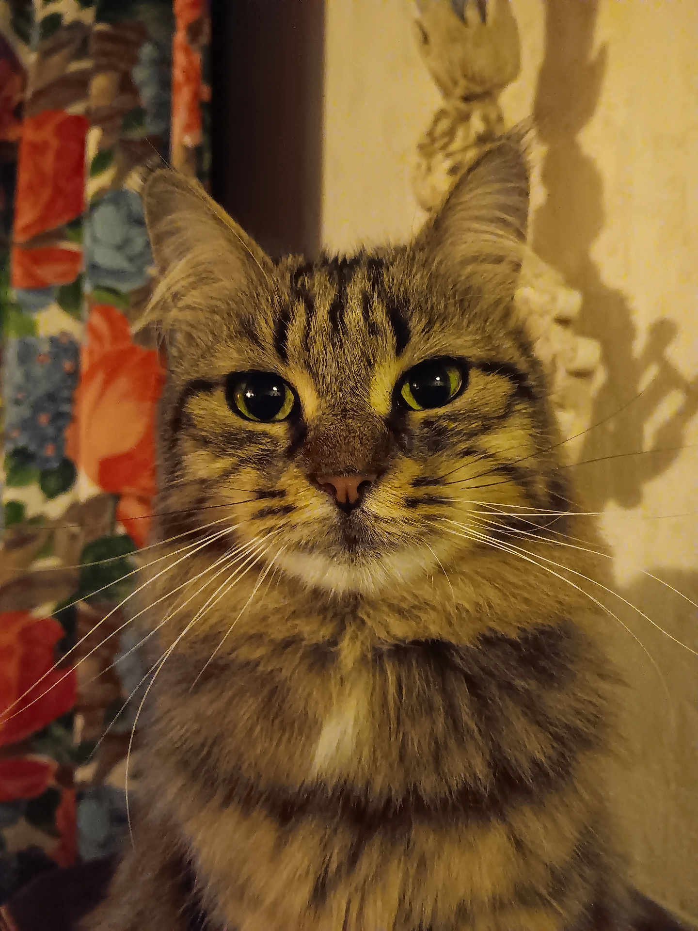 Jacques Gaulthier participe au concours pour gagner de l'argent avec cette photo : cat, tabby, fluffy, animal, pet, fur, whiskers, ears, portrait, indoor, curious, closeup, face, mammal, feline, domestic_animal, cute, eyes, nose, shadow
