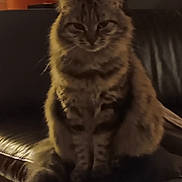 Cocotte participe au concours pour gagner de l'argent avec cette photo : cat, tabby, fluffy, pet, animal, indoor, leather_couch, sitting, feline, fur, whiskers, tail, ears, eyes, domestic_cat, household, quiet, calm, closeup, portrait