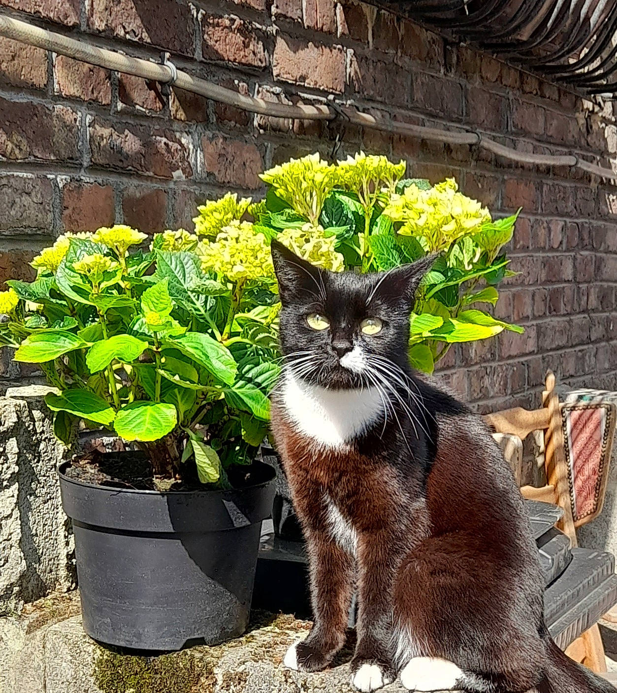 Bourvil a rejoint le concours — aidez-le/la à gagner de superbes lots ! annual_plant, brick, carnivore, cat, domestic_short_haired_cat, felidae, flower, flowerpot, grass, groundcover, herbaceous_plant, houseplant, plant, shrub, small_to_medium_sized_cats, soil, tail, whiskers, window, wood