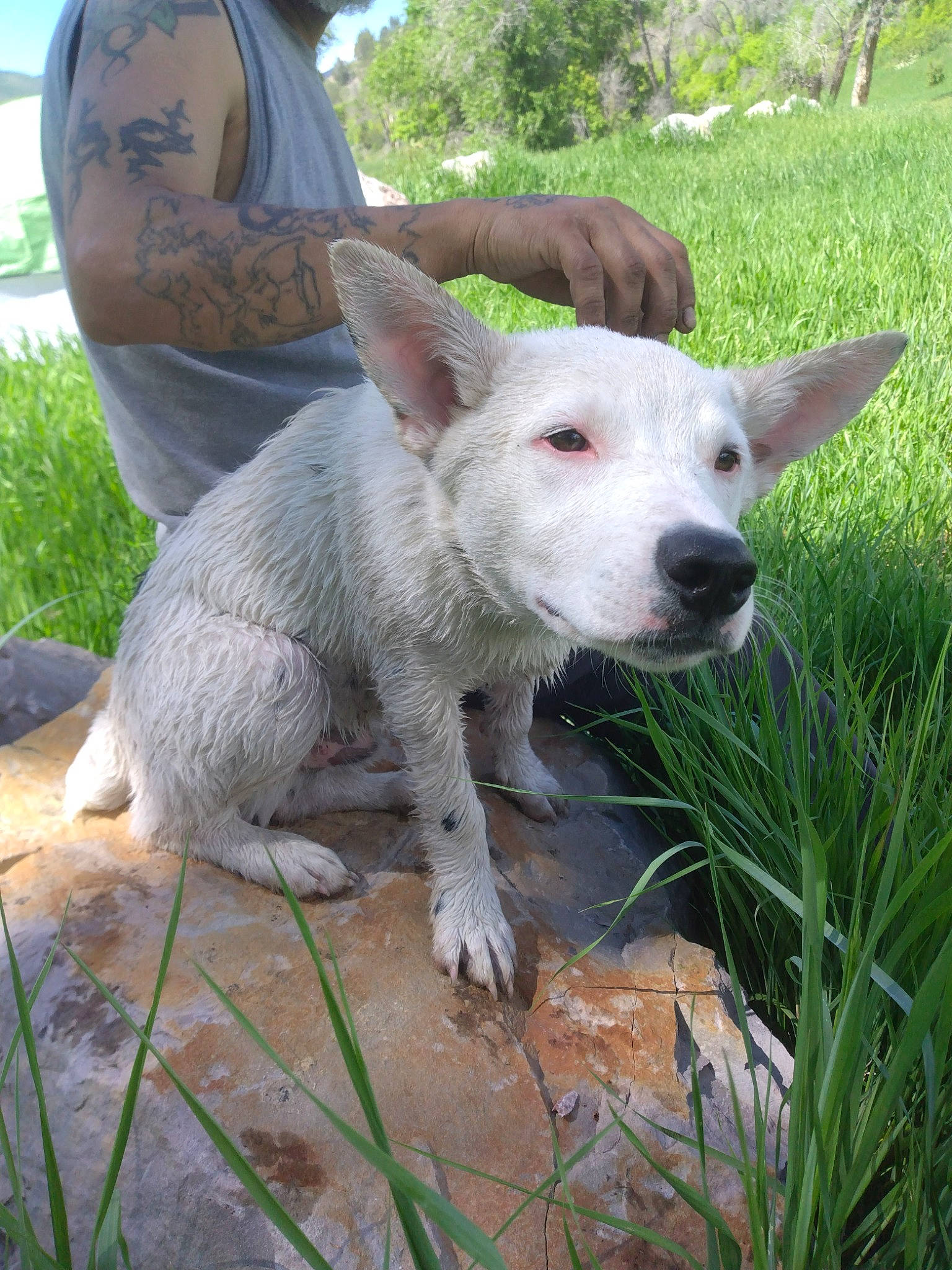 Popeye joined the competition — help win amazing prizes! canidae, carnivore, companion_dog, dog, dog_breed, fawn, grass, grassland, hierochloe, non_sporting_group, plant, sedge_family, sporting_group, t_shirt, tail, terrestrial_animal, working_animal