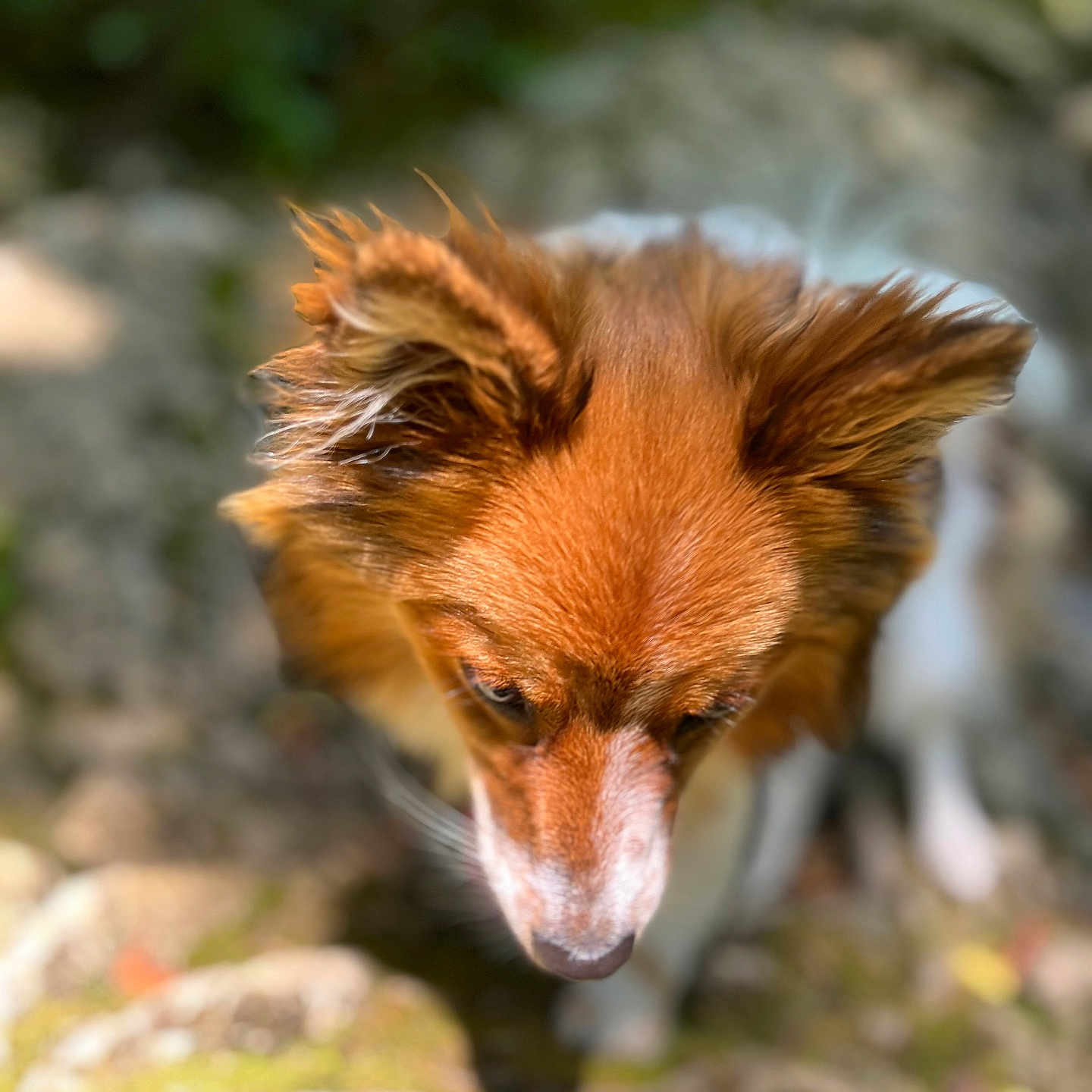 Pouppy a rejoint le concours — aidez-le/la à gagner de superbes lots ! animal, beagle, canine, chihuahua, cockerspaniel, collie, dog, fox, greyfox, hound, kitfox, papillon, pet, puppy, redfox, redwolf, rock, snout, soil, wolf
