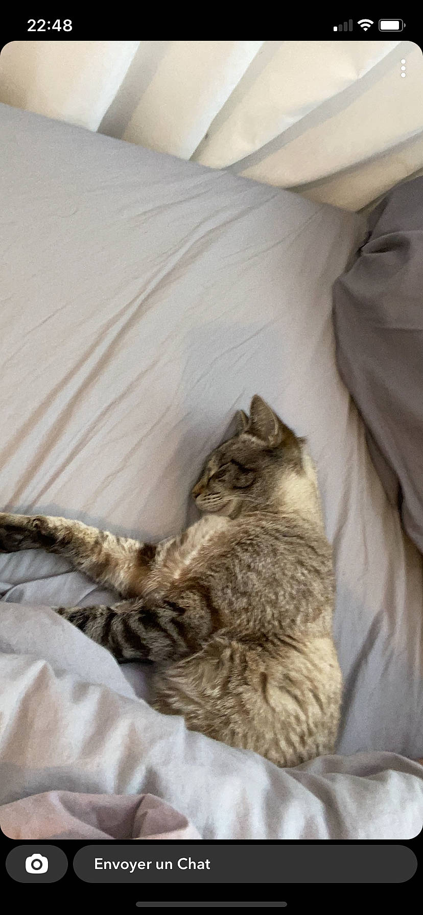 King participe au concours pour gagner de l'argent avec cette photo : bed, bedding, carnivore, cat, claw, comfort, domestic_short_haired_cat, duvet, fawn, felidae, fur, linens, nap, paw, room, small_to_medium_sized_cats, tail, terrestrial_animal, whiskers