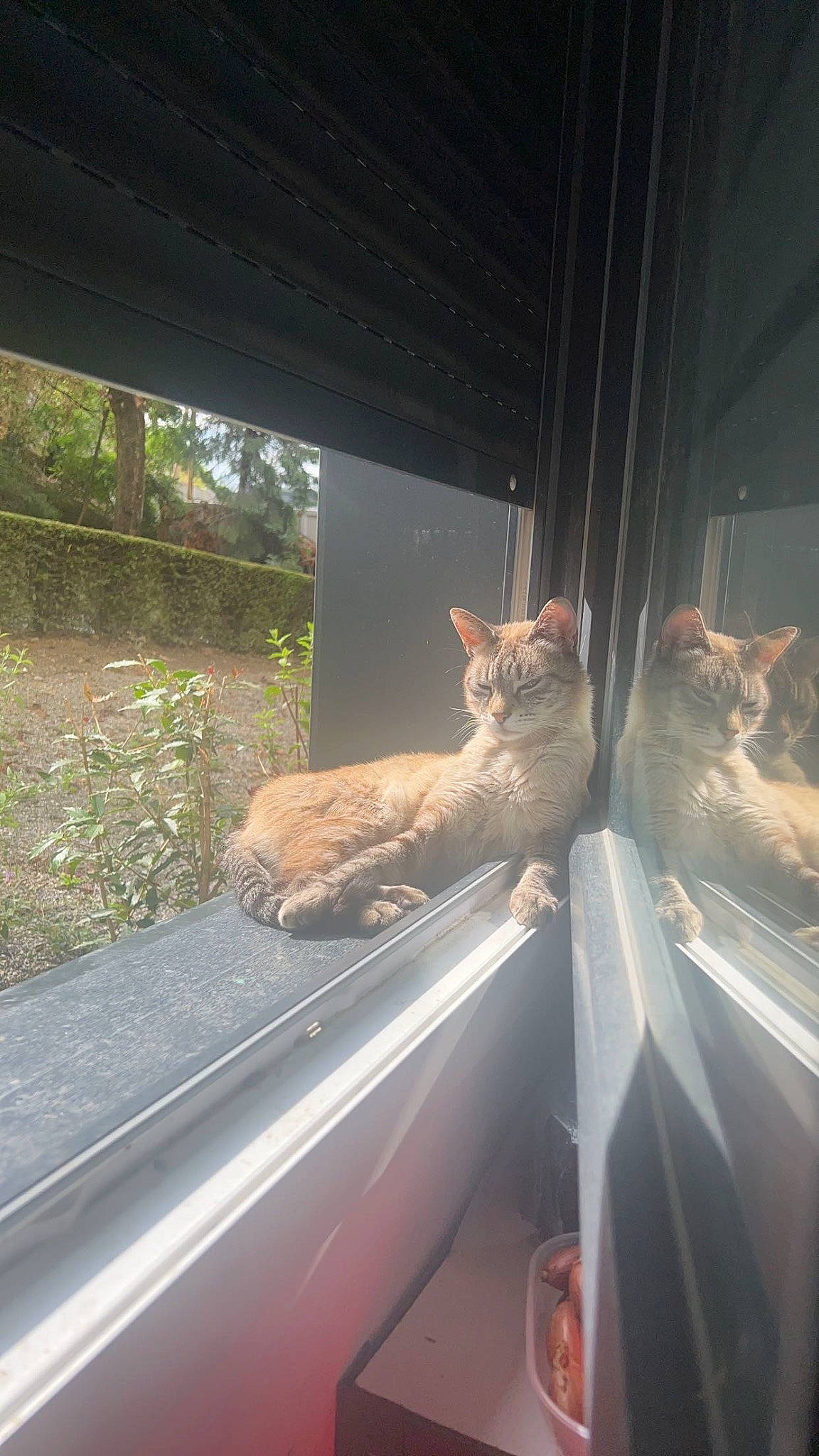 King a rejoint le concours — aidez-le/la à gagner de superbes lots ! automotive_window_part, carnivore, cat, comfort, fawn, felidae, glass, grass, mammal, plant, shade, small_to_medium_sized_cats, tail, tints_and_shades, vertebrate, whiskers, wildlife, window, windshield, wood