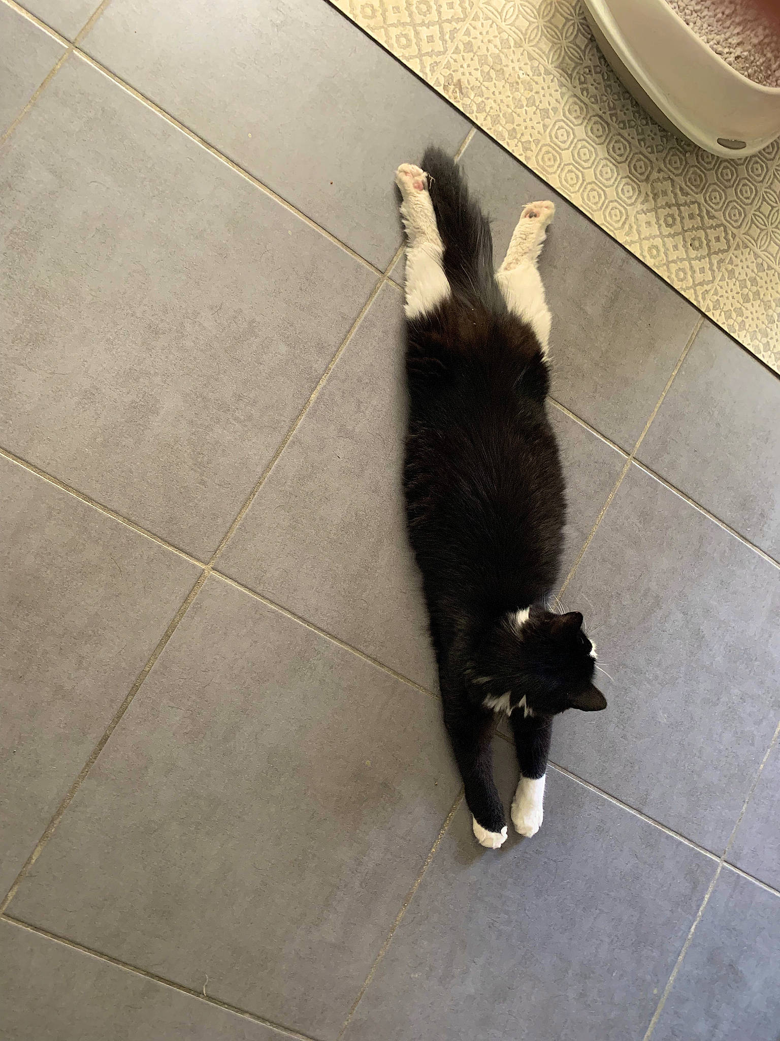 Nika a rejoint le concours — aidez-le/la à gagner de superbes lots ! canidae, carnivore, cat, dog_breed, felidae, floor, flooring, fur, hardwood, human_leg, road_surface, shadow, small_to_medium_sized_cats, tail, terrestrial_animal, tile, tile_flooring, tints_and_shades, whiskers, wood