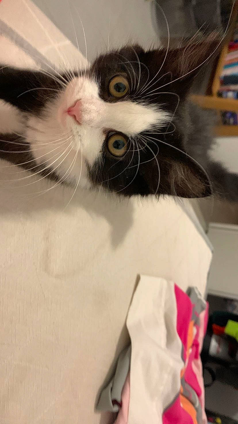 Nika a rejoint le concours — aidez-le/la à gagner de superbes lots ! cardboard, carnivore, cat, claw, domestic_short_haired_cat, ear, eye, eyelash, fang, felidae, fur, paw, small_to_medium_sized_cats, snout, tail, whiskers