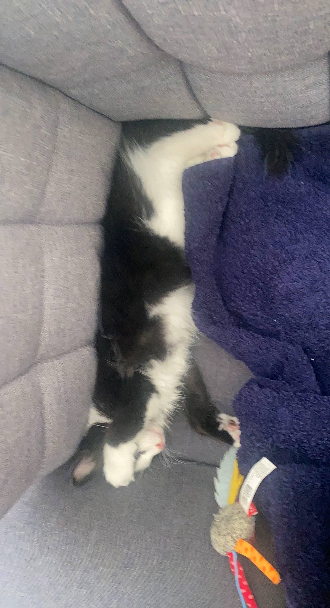 Nika participe au concours pour gagner de l'argent avec cette photo : carnivore, comfort, companion_dog, dog_breed, electric_blue, felidae, flooring, foot, fur, grey, human_leg, leg, mammal, paw, small_to_medium_sized_cats, tail, textile, thigh, vertebrate, whiskers