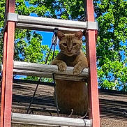 Tony The Tiger joined the competition — help win amazing prizes! cat, tabby_cat, animal, pet, ladder, outdoor, rooftop, trees, blue_sky, sunlight, greenery, climbing, perched, feline, whiskers, ears, paws, portrait, construction, vertical_composition
